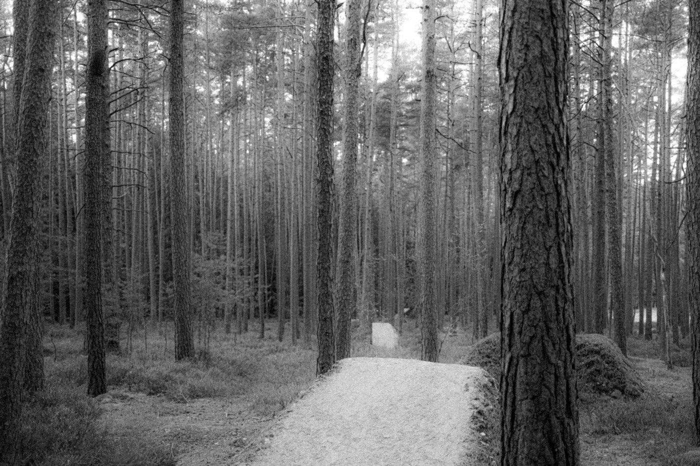 a path in a forest